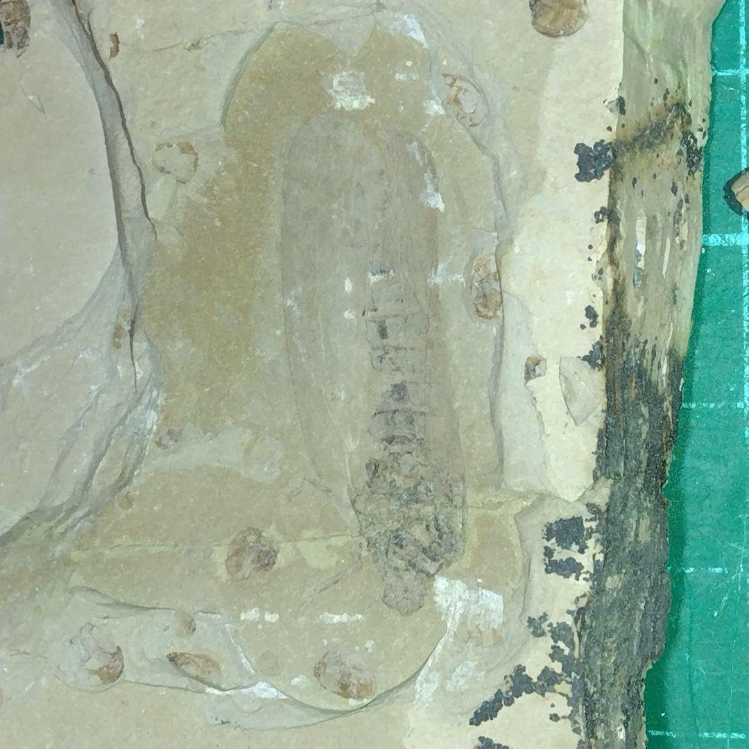 琉球列島採集観察地ガイド・シン・八重山諸島採集観察地ガイド。2冊